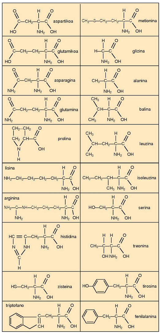 Proteinetan parte hartzen duten aminoazido ezberdinak. 
